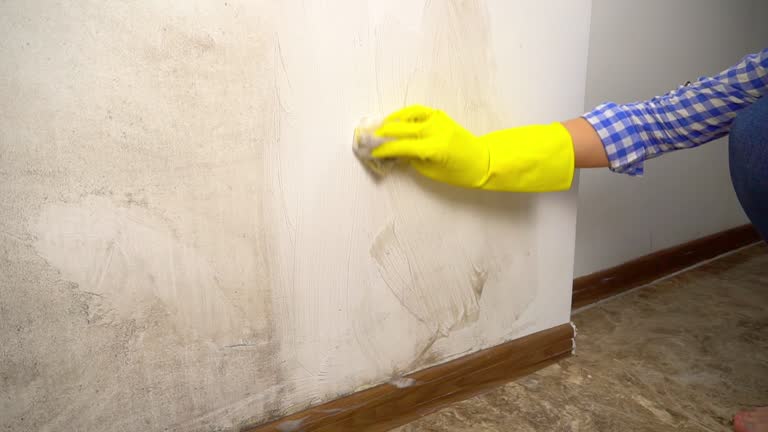 Best Black Mold Removal  in Poipu, HI